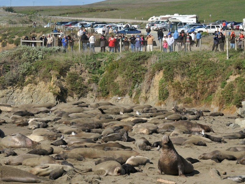 view area of piedras blances elephant seal rookery